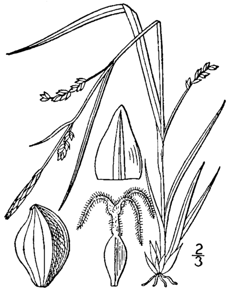 File:Carex digitalis BB-1913.png