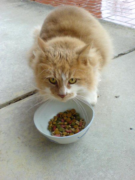 File:Catdryfood.jpg