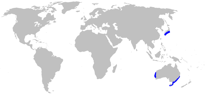 File:Centroscyllium kamoharai distmap.png