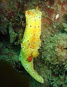 Yellow variation of Ceratosoma brevicaudatum at Fly Point, Port Stephens, New South Wales