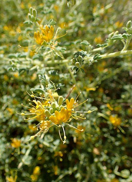 File:Cleomella obtusifolia kz6.jpg