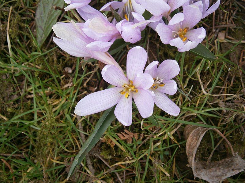 File:Colchicum hungaricum flower3.jpg