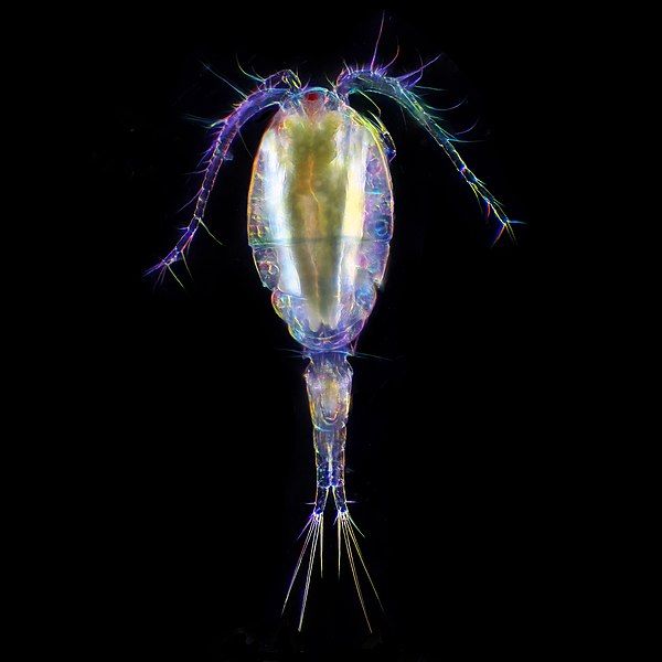 File:Copepod 2.jpg