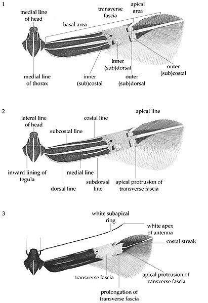 File:Cosmopterixfig1-3.jpg