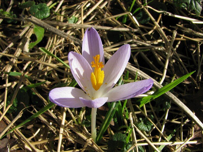 File:Crocus tommasinianus (Xytram).jpg