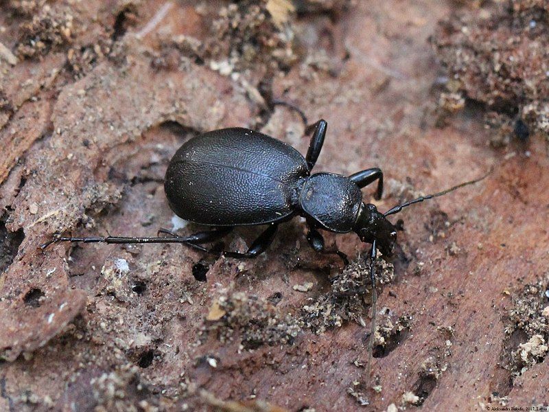 File:Cychrus caraboides 02.JPG