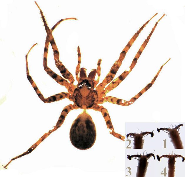 File:Cycloctenus female.jpg