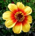 Dahlia 'Moonfire'