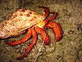 Dardanus crab