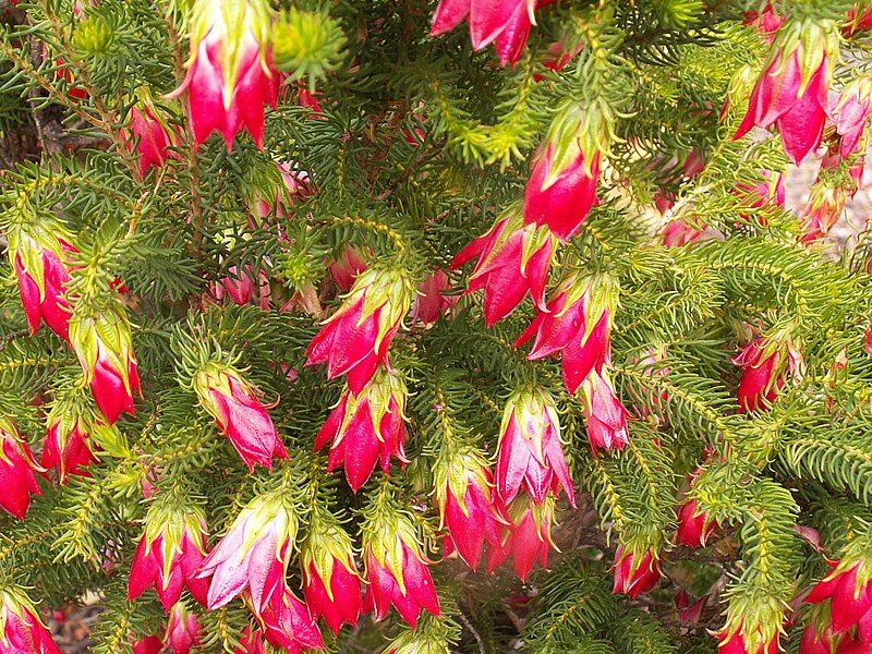 File:Darwinia oxylepis (02).JPG