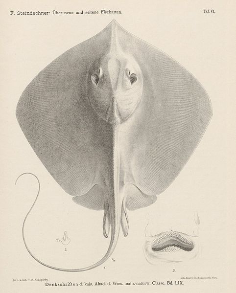 File:Dasyatis sinensis(STEINDACHNER,1892).jpg