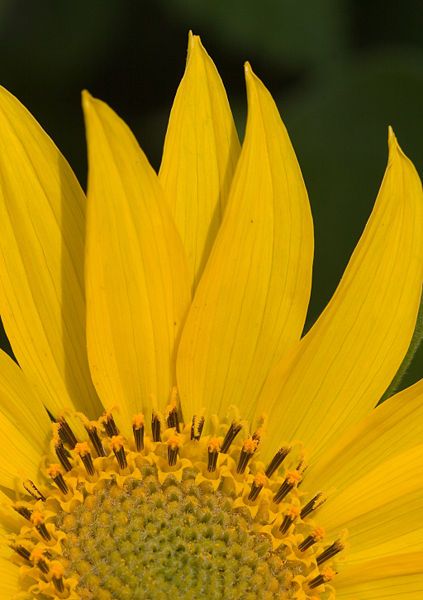 File:DeltoidBalsamroot1.jpg