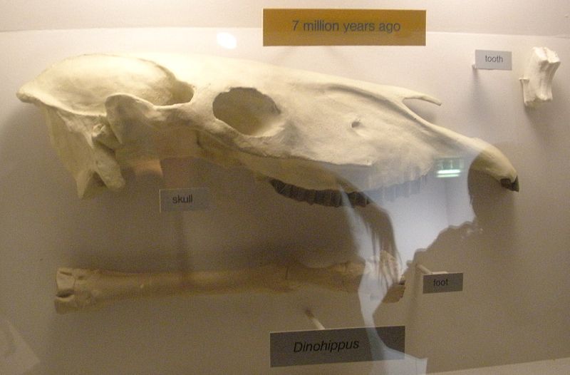 File:Dinohippus 32.JPG