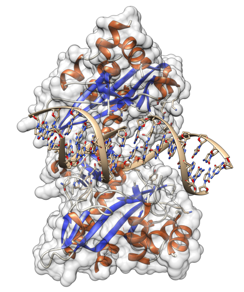 File:EcoRV structure.png