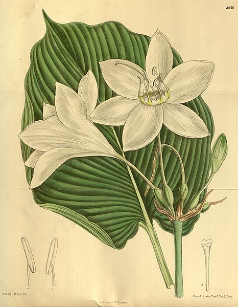 File:Eucharis lowii 142-8646.jpg