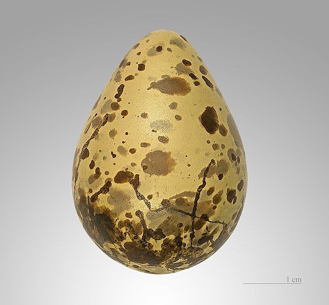 File:Gallinago gallinago MHNT.jpg