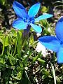 Gentiana brachyphylla