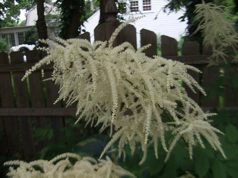 File:Goat's Beard flower.jpg