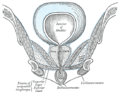 Coronal section of anterior part of pelvis, through the pubic arch. Seen from in front.