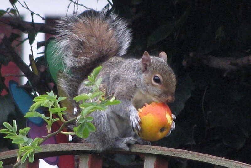 File:Grey squirrel 2.jpg