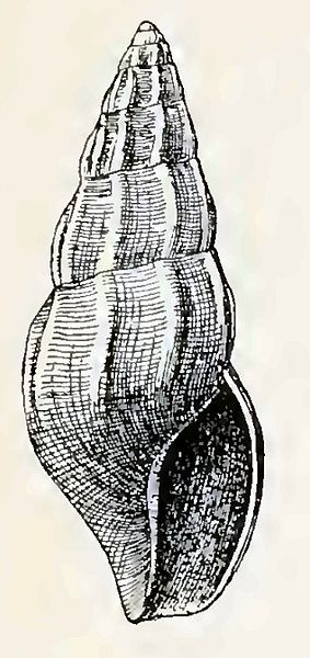 File:Haedropleura ima 001.jpg