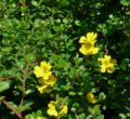 Hibbertia aspera