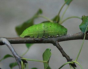 Caterpillar