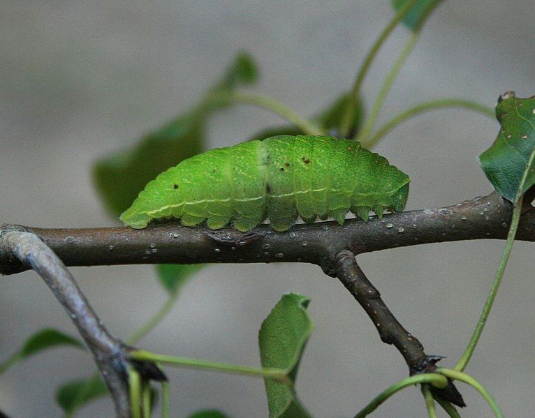 File:Iphiclides podalirius 1.jpg