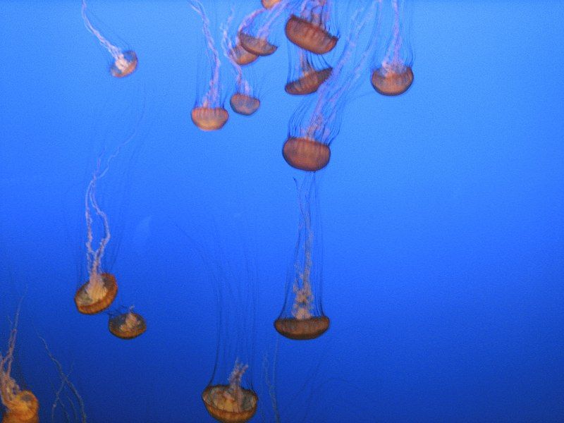 File:Jelly cc4.jpg