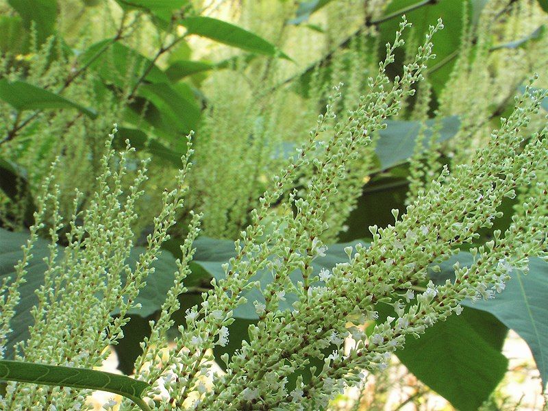 File:Knotweed054.jpg