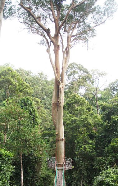 File:Koompasia excelsa.jpg