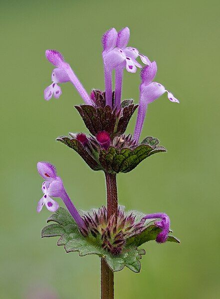 File:Lamium amplexicaule (52878370216).jpg