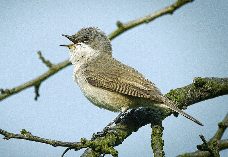 File:Lesser whitethroat (40735963543).jpg