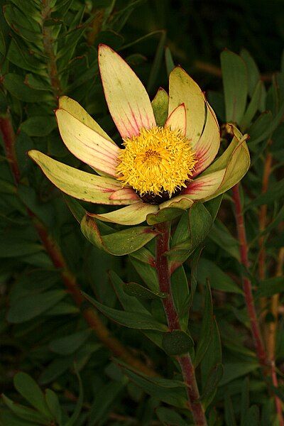 File:Leucadendron sessile 0224.jpg