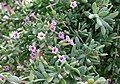 Desert boxthorn Lycium fremontii