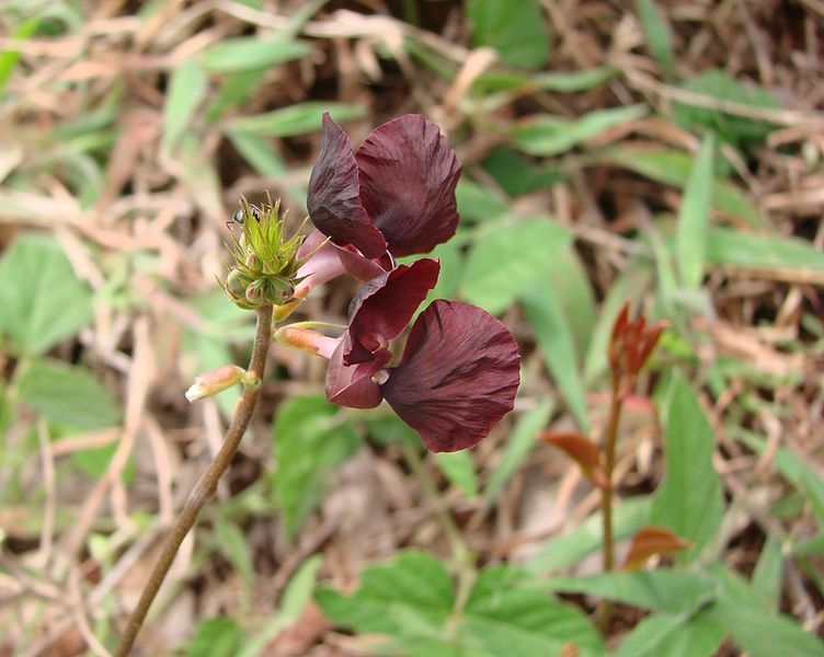 File:Macroptilium atropurpureum flowers.jpg