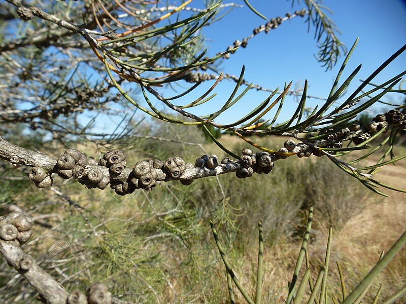 File:Melaleuca teretifolia (fruits).JPG