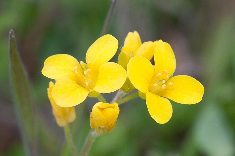 File:Nashville mustard.jpg