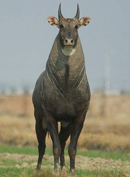 File:Neelgai.jpg