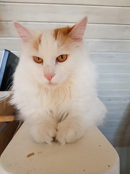 File:Nike, turkish van.jpg