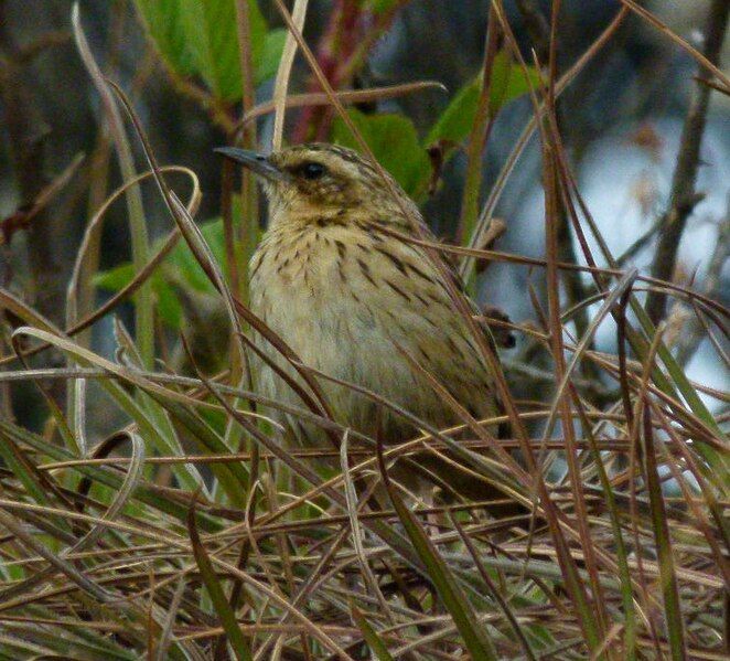 File:NilgiriPipit1.jpg