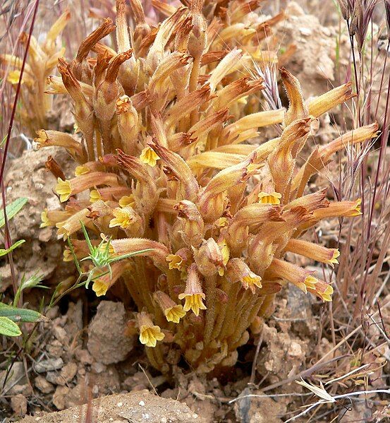 File:Orobanche fasciculata 2.jpg