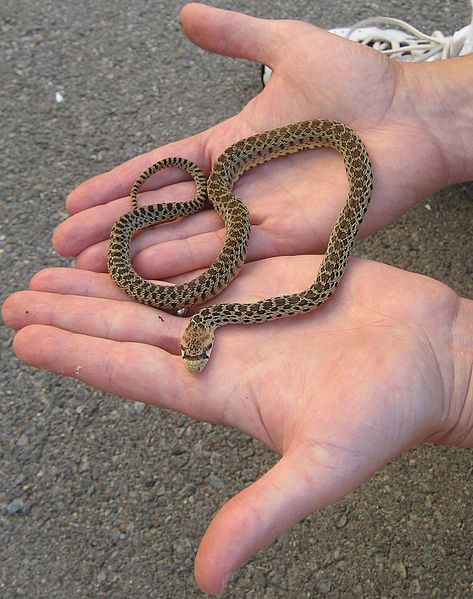 File:Pacificgophersnake sizecomparison.jpg