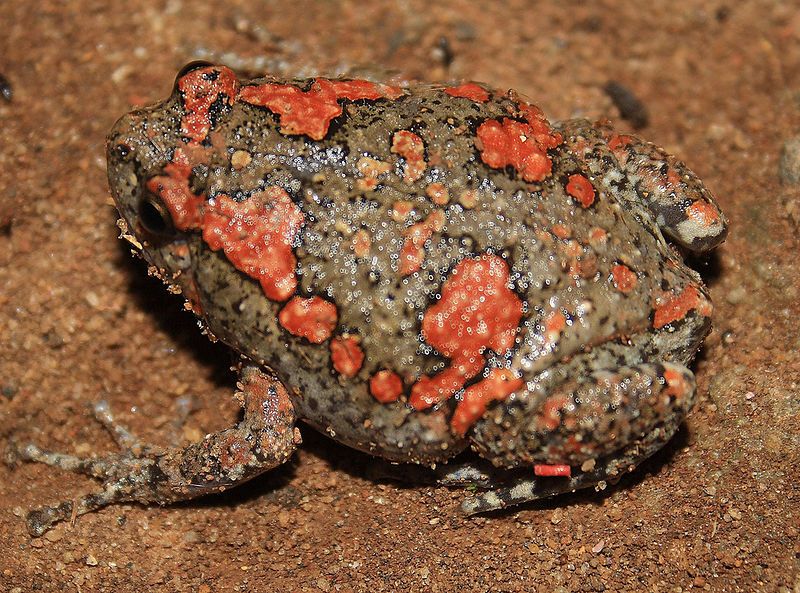 File:PaintedFrog.jpg