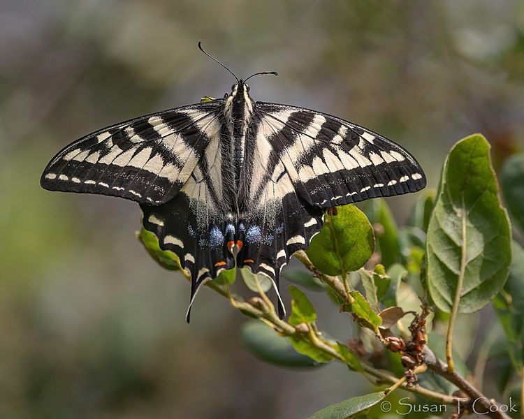 File:Pale Swallowtail Butterfly.jpg