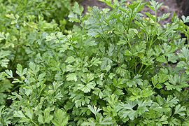 Flat-leaved parsley