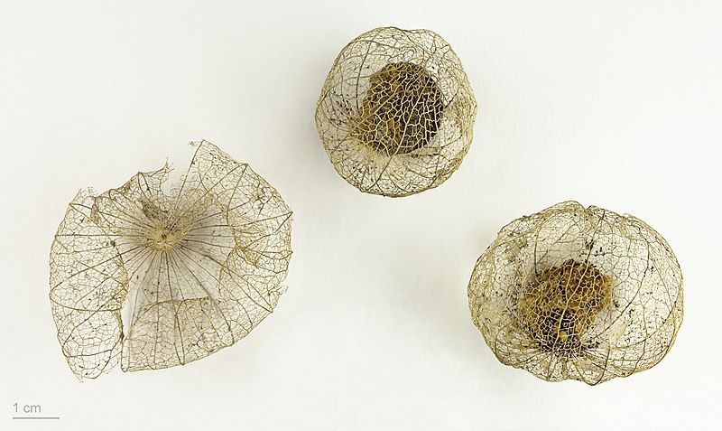 File:Physalis ixocarpa MHNT.BOT.2008.1.52.jpg