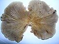 The oyster mushroom (Pleurotus ostreatus)