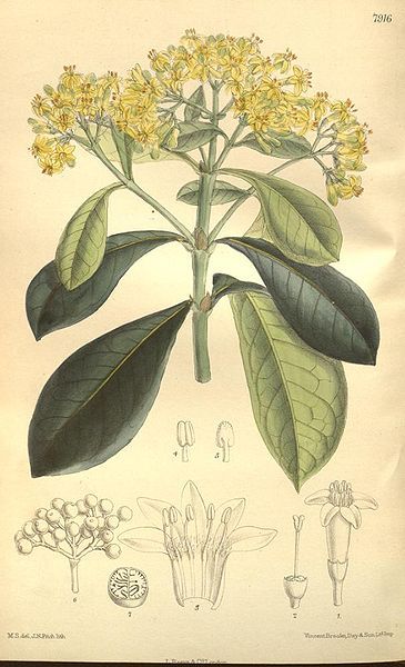 File:Psychotria capensis-original.jpg