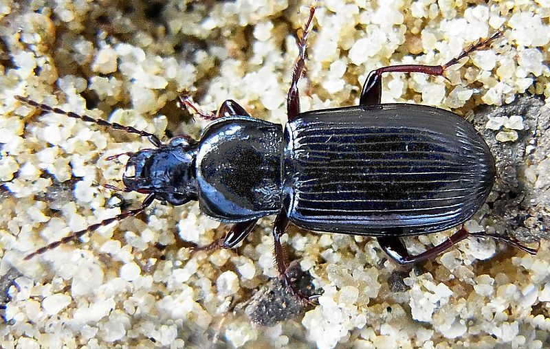 File:Pterostichus anthracinus up.jpg